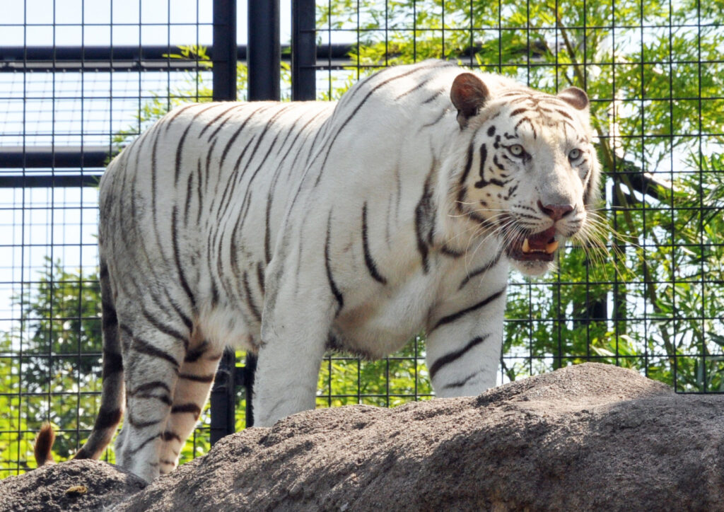 いしかわ動物園